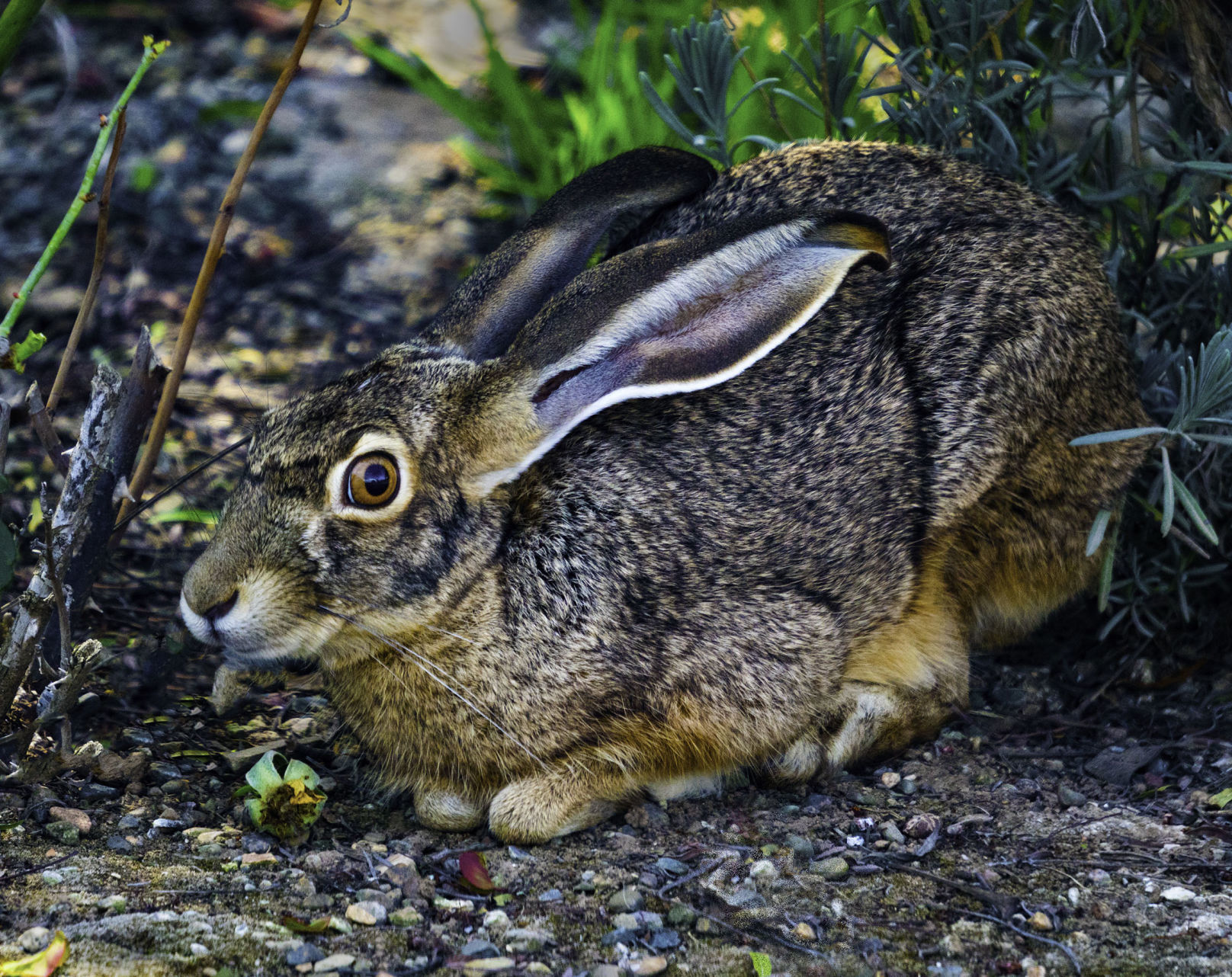 Cheryl Decker - Ranch Rabbit.jpg
